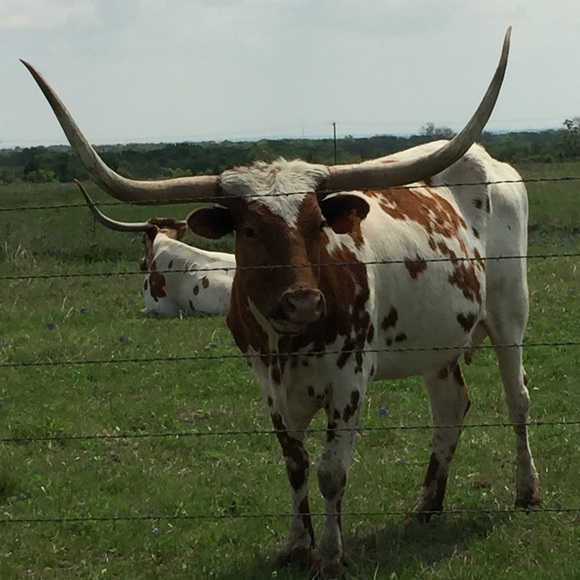 Meet your Posher, Gail - Picture 4 of 4